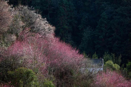 中国这些地方即将花开成海！错过又再等一年！诗情画意值得记忆！