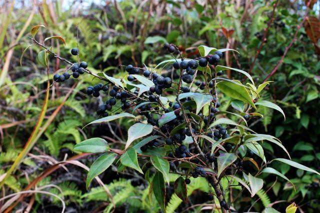  「地上」农村山里的野果落在地上无人采，但城里却卖几十块钱，