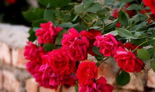  『热情奔放』次花卉开花热情奔放，颜色鲜艳美丽，高端观赏性强，不容错过
