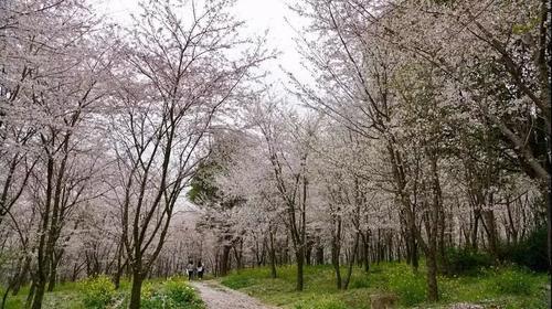 贵州私藏的人间仙境万亩樱花海，绝世美景震惊世界！