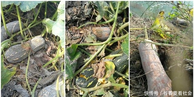  奇怪@奇怪的农村人：稀罕农产品懒得收，田里自生自灭