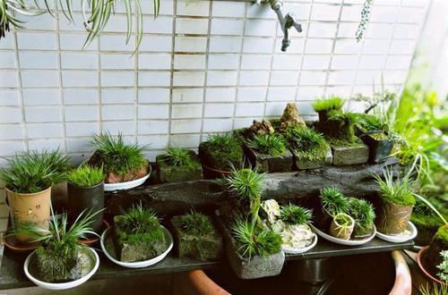  值得：菖蒲做盆景居然这么美，养菖蒲这些妙招值得学习，不黄叶干尖