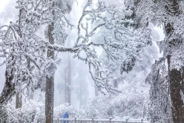  樱花@美惨了！这是洪雅的春天