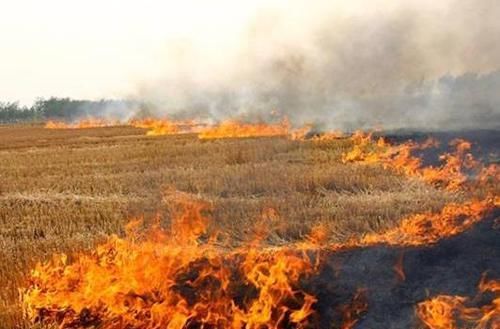  秸秆|有人提倡秸秆还田，同时又禁止焚烧，其实这样处理也可以