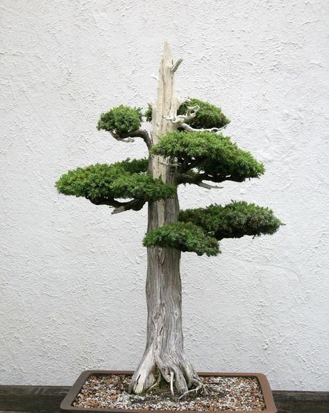 60例盆景树种，总有属于你的那棵（建议收藏）