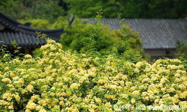 『诗画』院里种棵“它”,千万朵花爬满墙,花开100天,美如诗画