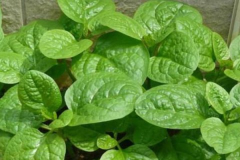  白淡斑@它是“天然褪黑素”，早晚吃一点，美白淡斑，皮肤越来越好