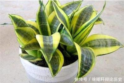  『分株』虎皮兰分盆注意事项