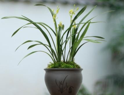精致■养花并不是花盆越大越好,3种花“挤在”小盆养,小巧精致、可爱