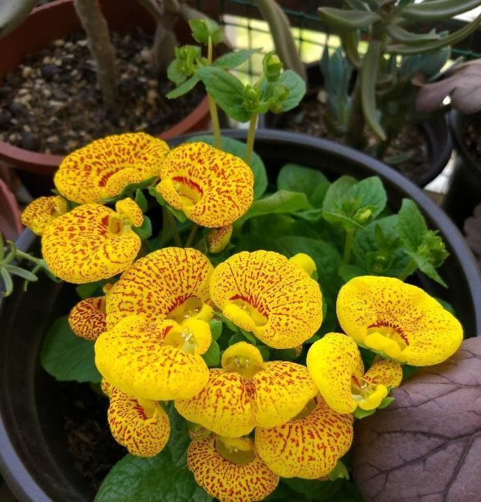  【种植】一种新型室内盆栽绿植，花朵奇特好看，开花几个月，种植很容易！