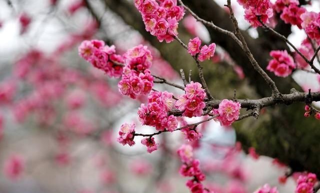  「牡丹」这15种自带“好运”的花，素来招人爱惜，别样雅称更是吸引人
