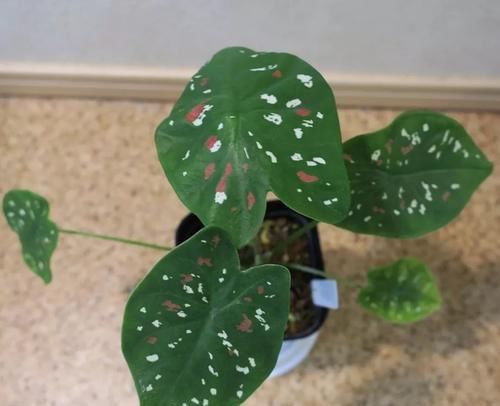  【环境下】不想家里养的植物看着太单调，养一盆五彩芋就会能改变