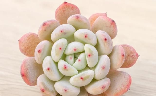  「静夜」关于多肉植物杂交的那些品种，你养过多少呢？