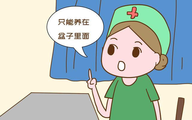  「孩子」连生了三个“瓷娃娃”养在盆里，妈妈想拼四胎，网友：求你别生