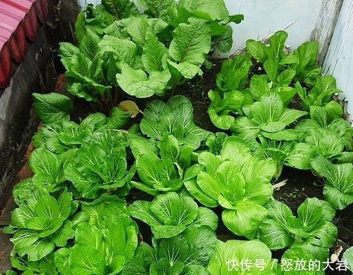  『楼顶』别人养花，她却种一楼顶菜，多得吃不完都送邻居了！