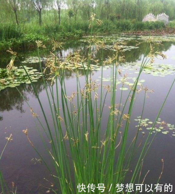 农村这野草远看状似“小麦”，价值竟也“不相上下”！