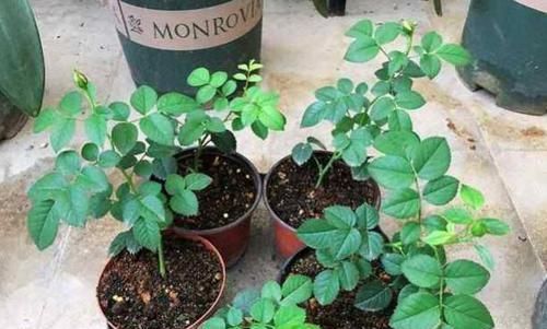  漂亮■1种好养的花，现在折个枝，插到花盆，养2年，家里家外成花园