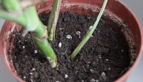  『杀菌剂』常见5种内吸性广谱杀菌剂，可以轻松去除植物感染的病害