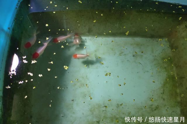 [养鱼老道]饲养或者购买观赏鱼，如何不被他人忽悠，尽量不吃亏上当呢