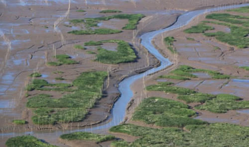 40年前中国引入一物种，如今胜过小龙虾，吃货也无能为力！