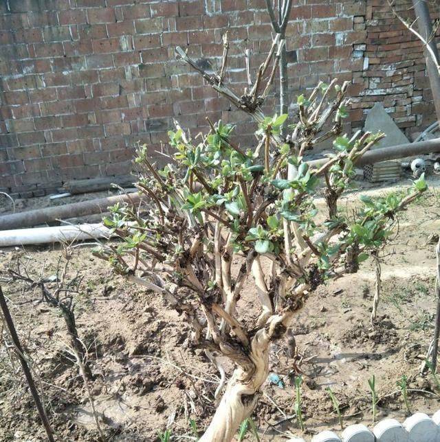  [不想]不想买花就养这，随手扦插1个枝，10天发芽，能长成老桩，花芳香