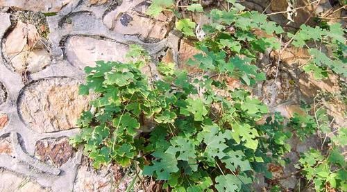  宝价值高：乡下1种树见土就长，人称“惹不起”，3个真正价值少人知