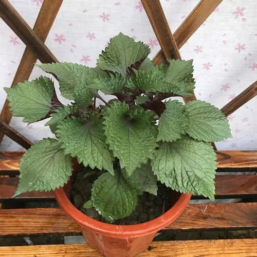  「植物」4种香香菜养在厨房，吸收油烟净化空气，随手摘一片还能调味