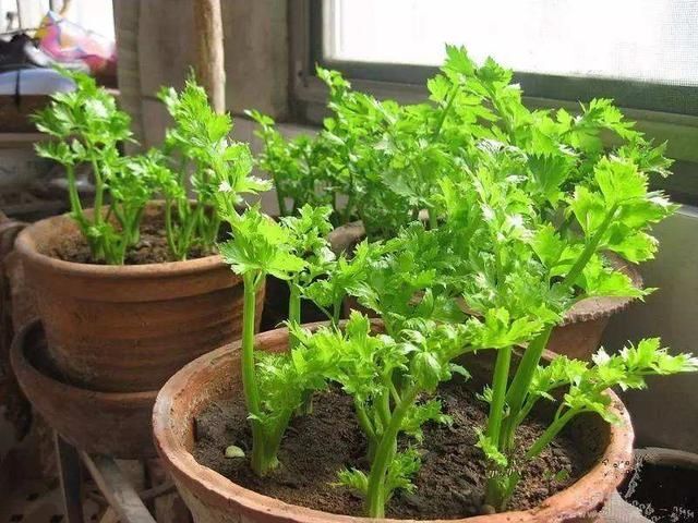  西红柿：这几种蔬菜，种在花盆里，一年四季吃不完的菜，真好
