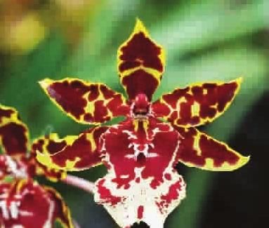  「如同」此花真可爱，如同小花猫，喝水不吃鱼，花香四溢，好养好看，美！