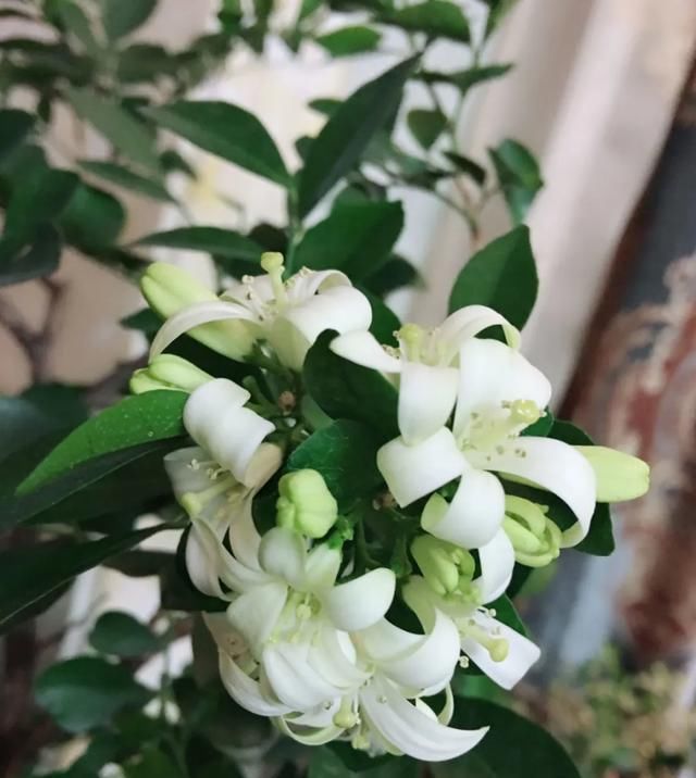  带香味@这花就是“活香水”,摆客厅,空气更清新!