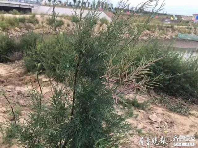 行走海岸线丨这种植物海滩上随处可见，有人专门拿它搞科研