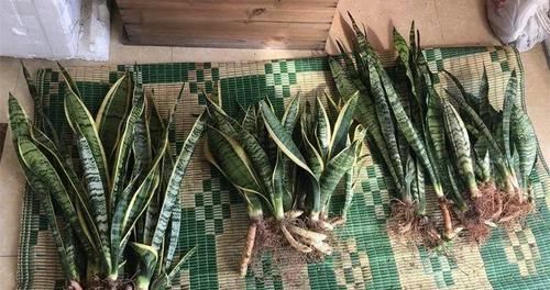  扦插■3种花最好别扦插，越养越难看，重瓣花也能变单瓣！