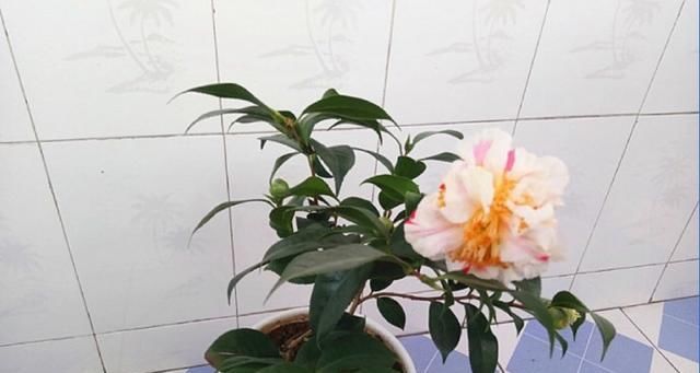  #盆栽茶花#养茶花，一个浇水小细节，不掉叶、开花多、长得壮，一盆养多年