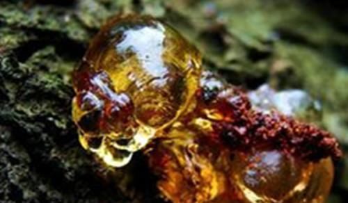  「农村」农村一种野生燕窝，曾经不被重视，现在却成了宝贝