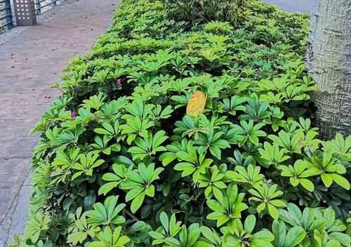 盲枝:什么叫盲枝,鸭脚木有盲枝吗?鸭脚木出现盲枝的原因,怎么办?