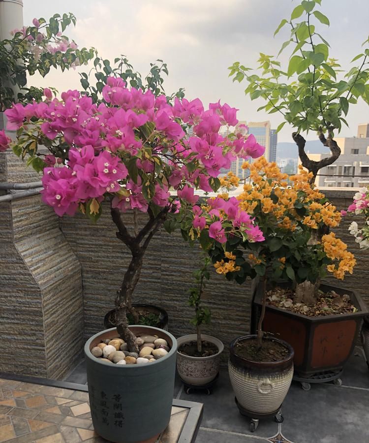  「花苞」三角梅，要“虐养”，花苞才能冒不停