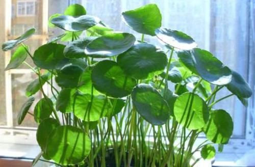 「轻松」想要养好铜钱草？用上4招，轻松爆满盆、少生病虫害
