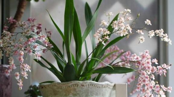  「杀菌消毒」花卉绿植老黄叶烂根怎么办？给它''喂点药''，叶片绿根须粗壮
