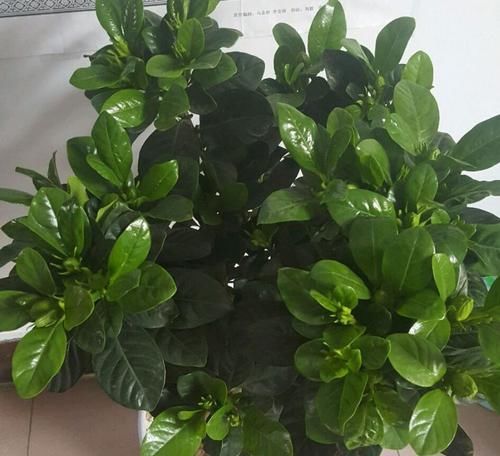  #栀子花#买回来的大叶栀子花把根部黄泥土洗掉换盆，第二天叶子下垂要紧吗