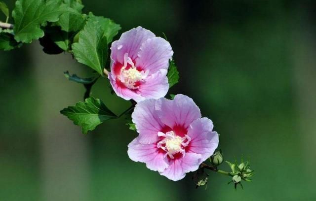 『木槿花』「食光流影」远方的木槿花