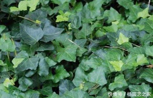  『栽培』这三种绿植十分耐阴，越是没有阳光越能蹭蹭长不停，好看又好养