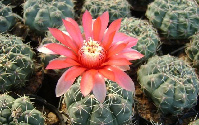 机器:3种花是“开花机器”,开花就爆盆,好养易活很漂亮,很适合新手
