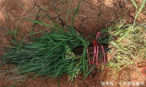 全浮草窝|夏钓草鱼必杀技巧:巧妙布草窝,轻松钓获大草鱼!