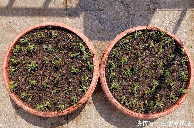 『绿萝』有“4种植物”,根系长得快,扦插一盆活一盆,回家不妨试一试