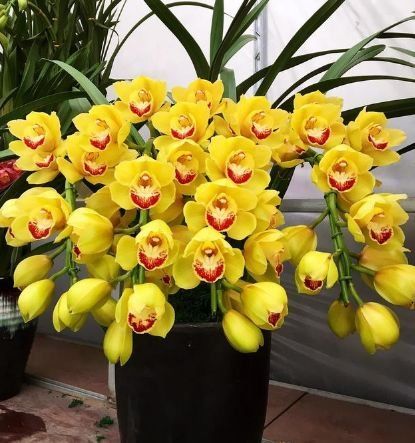  #华丽#家里养几盆这种花，气派非凡，典雅华丽，别有一番景致