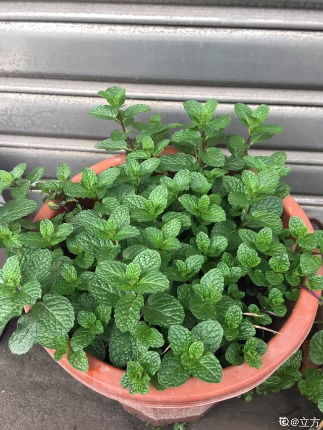 『薄荷的叶片』薄荷养厨房,掐一把就能做菜吃,越晒太阳越爆盆!