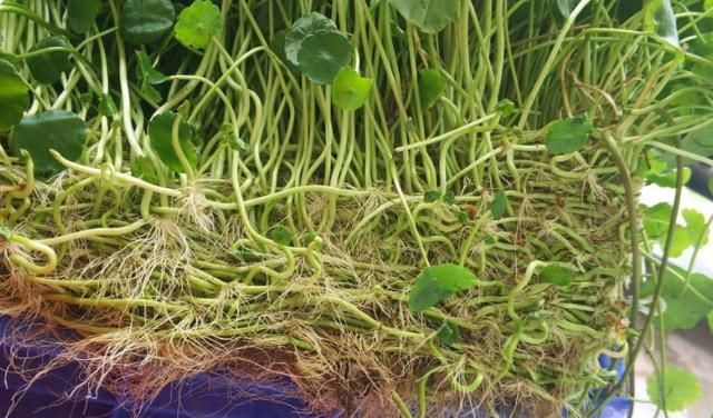  「寓意」寓意好的铜钱草开花后怎么办?就这几点会让“它”叶片油绿爆盆!