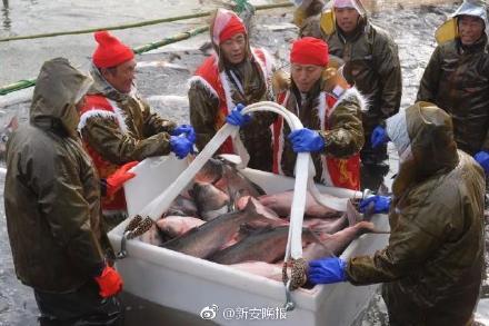 厉害！阜阳颍上八里河冬捕节正式开捕 78斤重“头鱼”拍得88万天