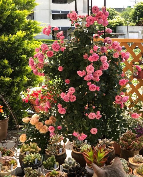  #花形#养花就养这四款，植株冠形丰满紧凑，花形优美，养在家里美不胜收