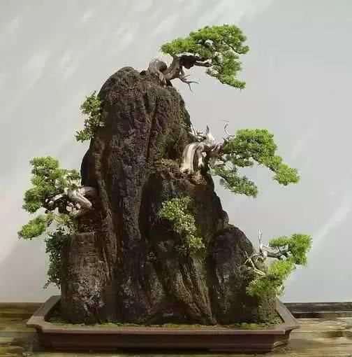  「从未见过」没有盆的盆栽，从未见过，太好看了！